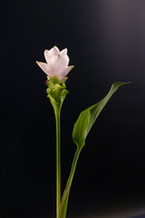 Blooming Siam Tulip flower isolated on black background.