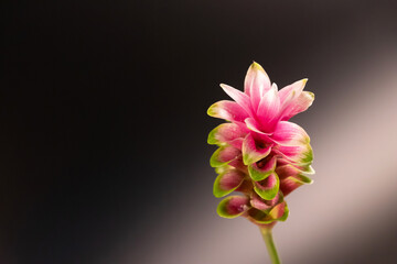 Blooming Siam Tulip flower isolated on black background.