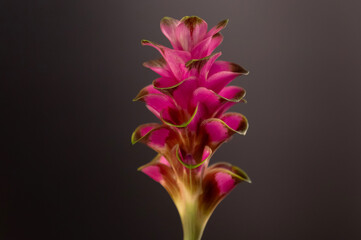 Fototapeta premium Blooming Siam Tulip flower isolated on black background.