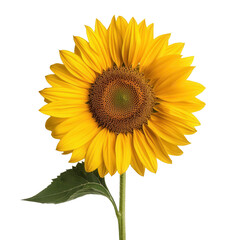Fototapeta premium Sunflower on transparent background