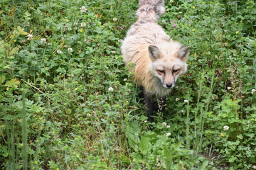 Cute Fluffy Red Fox in the Wild