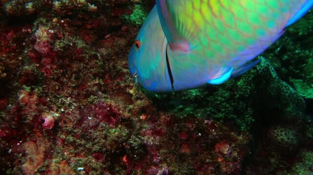 Close-Up Shot Of Parrotfish Eating Coral Undersea - Inhambane, Mozambique