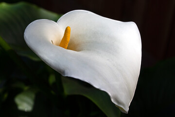 white calla lily
