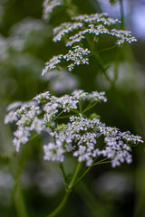 Macro shot of white small wildflowers, cow parsley, sageweed