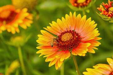 The flower shape slightly resembles a cosmos, but it is slender and beautiful.