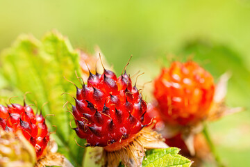 Natural raspberries that are delicious and beautifully colored.