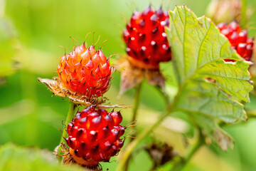 Natural raspberries that are delicious and beautifully colored.