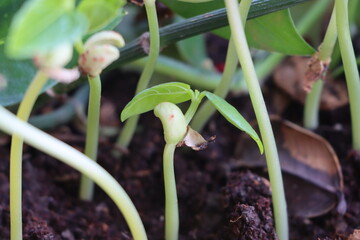 Fresh green bean plants growing in the pots in spring