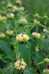 Closeup of Jerusalem sage blooms, North Yorkshire England
