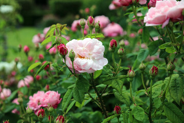 Closeup of pink roses and buds, North Yorkshire England
