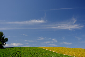 北海道　9月の美瑛
