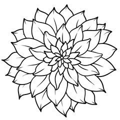 chrysanthemum outline coloring book page line art illustration digital drawing