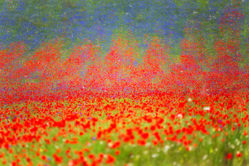 Castelluccio - Nube di colori
