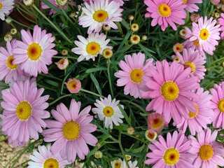 Fototapeta premium pink and white daisies