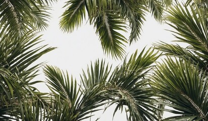 Lush palm leaves forming a natural frame against sky