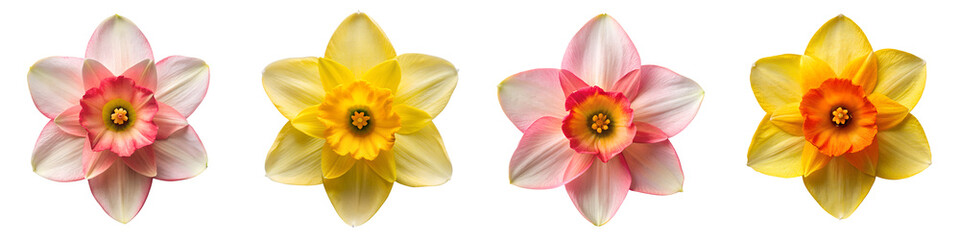 Obraz premium Top view of beautiful daffodil on isolated transparent background PNG file