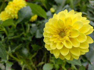 yellow dahlia flower