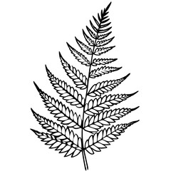 Naklejka premium fern outline coloring book page line art illustration digital drawing