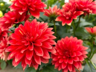 red dahlia flowers