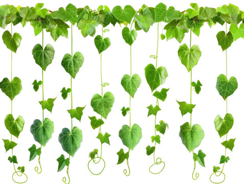 ungle bush, hanging vines, ivy foliage climbing plant