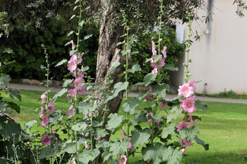 Summer flowers in a city park in Israel.