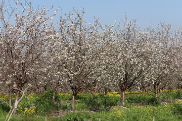 Fototapeta premium Summer flowers in a city park in Israel.