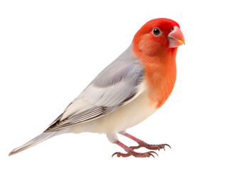 lovebird isolated on transparent background