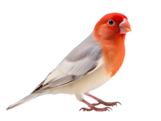 lovebird isolated on transparent background