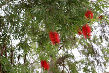 Summer flowers in a city park in Israel.