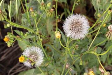 Summer flowers in a city park in Israel.
