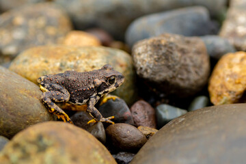 Naklejka premium Rana perdida, sequía