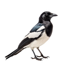 Obraz premium Magpie isolated on transparent background