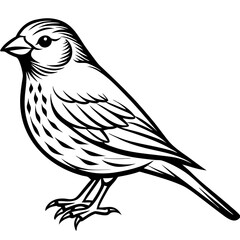 Parrots, Budgerigars, Cockatiels,Sparrow, Macaws silhouette and line art vector illustration design.