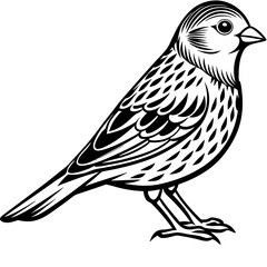 Parrots, Budgerigars, Cockatiels,Sparrow, Macaws silhouette and line art vector illustration design.