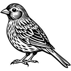 Parrots, Budgerigars, Cockatiels,Sparrow, Macaws silhouette and line art vector illustration design.