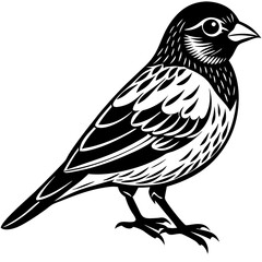 Parrots, Budgerigars, Cockatiels,Sparrow, Macaws silhouette and line art vector illustration design.