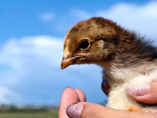 chicken in hands