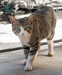 Cat