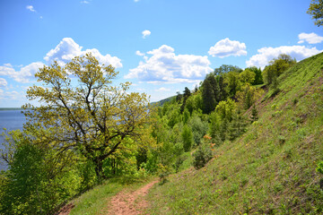 Obraz premium a trail is going up a hill with a tree on it 