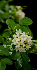 Close up orange jasmine (Murraya paniculata) flower blooming in house garden. Beautiful and freshness white flowers in natural background.