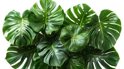 Monstera Deliciosa Plant Leaves on White Background