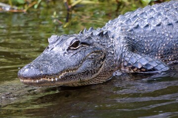 alligator entering coastal marsh water bayou