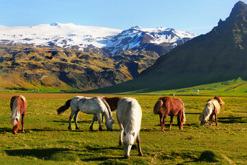 Obraz premium Horses grazing in the mountains
