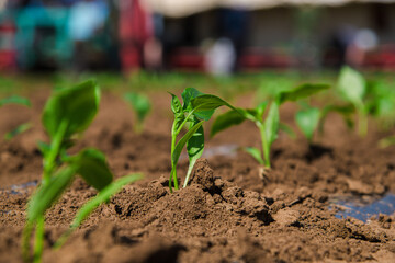 A row of green vegetable pepper bushes.