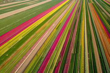 An aerial view of colorful, striped fields, showcasing rows of vibrant tulips in full bloom, creating a mesmerizing, patterned landscape.