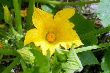 Close-up yellow pumpkin flower and young fruit n the garden. Agriculture background.