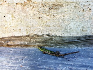 Green lizard on a wall in the rain, closeup of photo