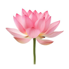 lotus isolated on white background genrated by AI


