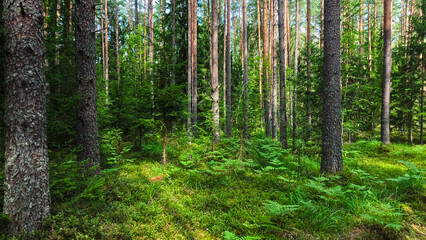 Fototapeta premium Summer Pine Forest