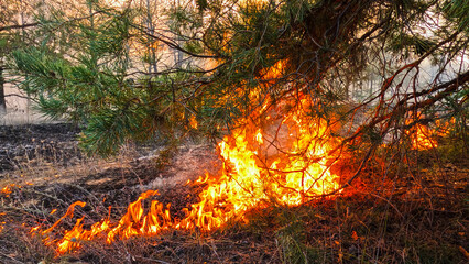 Forest fire, heavy smoke. Natural disaster